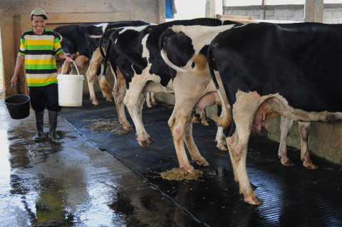 Tempat Peternak Sapi di Jakarta Berkualitas