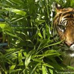 Petani Kopi di Lampung Barat Di Serang Harimau Liar