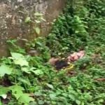 Penemuan Seorang Bayi Perempuan di Puncak Bogor