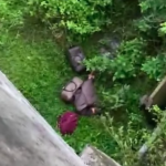 Ribuan Ekstasi Telah Diketahui Dibuang dari Mobil Usai Kecelakaan Lalu Lintas di Tol Lampung