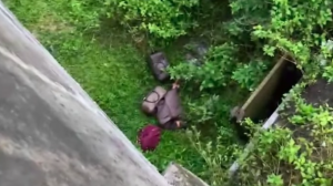 Ribuan Ekstasi Telah Diketahui Dibuang dari Mobil Usai Kecelakaan Lalu Lintas di Tol Lampung