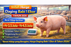 Bingung Mau Jualan Daging Babi? Berikut Harga Babi 1 Ekor